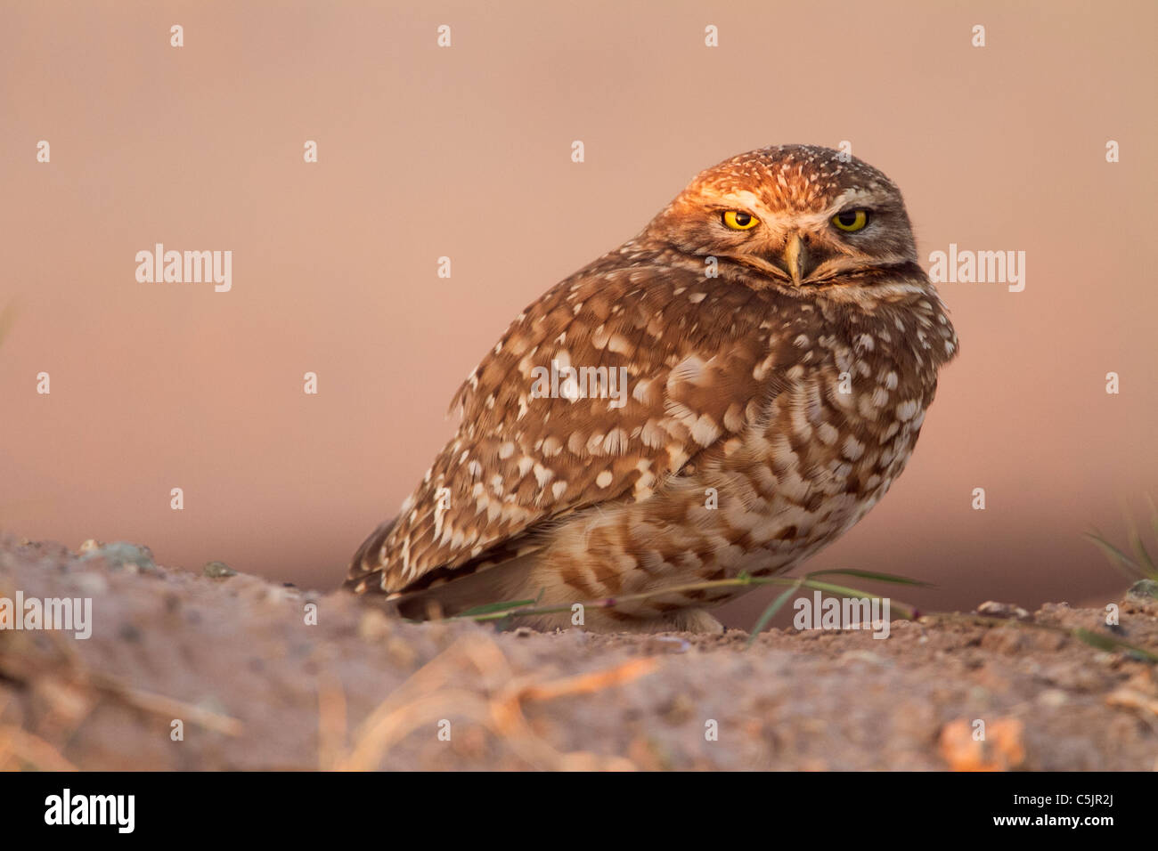 (Du nord ou de l'Ouest) Chevêche des terriers, près de la mer de Salton, Imperial Valley, en Californie. Banque D'Images