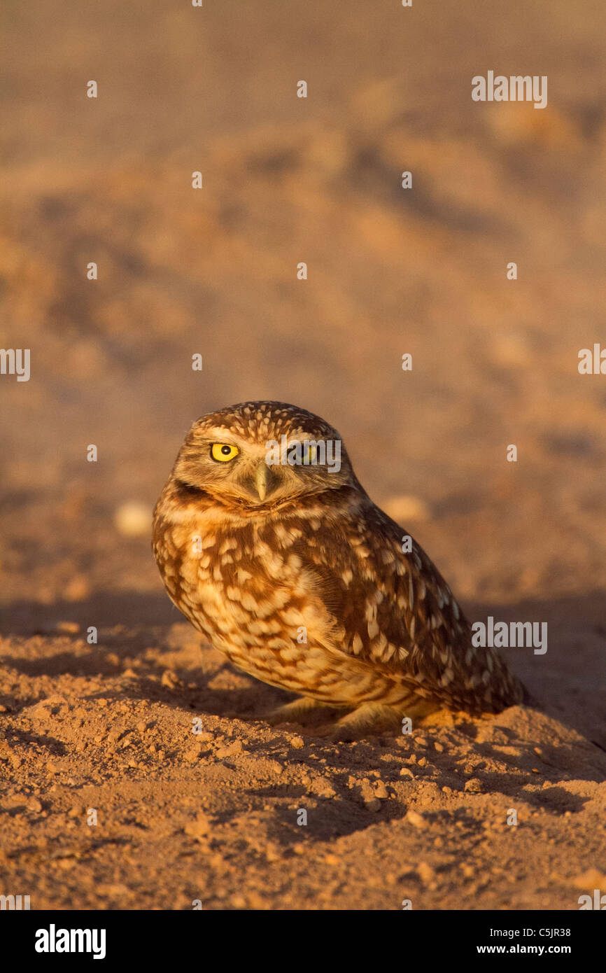 (Du nord ou de l'Ouest) Chevêche des terriers, près de la mer de Salton, Imperial Valley, en Californie. Banque D'Images