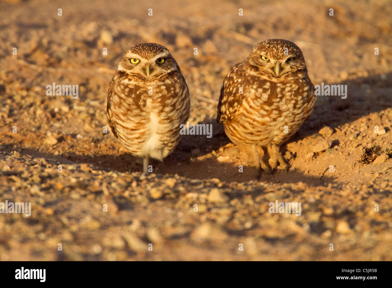 (Du nord ou de l'Ouest) Chevêche des terriers, près de la mer de Salton, Imperial Valley, en Californie. Banque D'Images