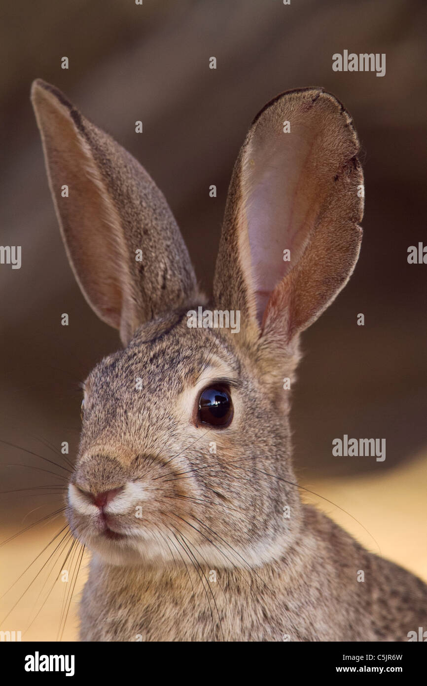 Nuttall (Sylvilagus audubonii désert) près de la mer de Salton, Imperial Valley, en Californie. Banque D'Images