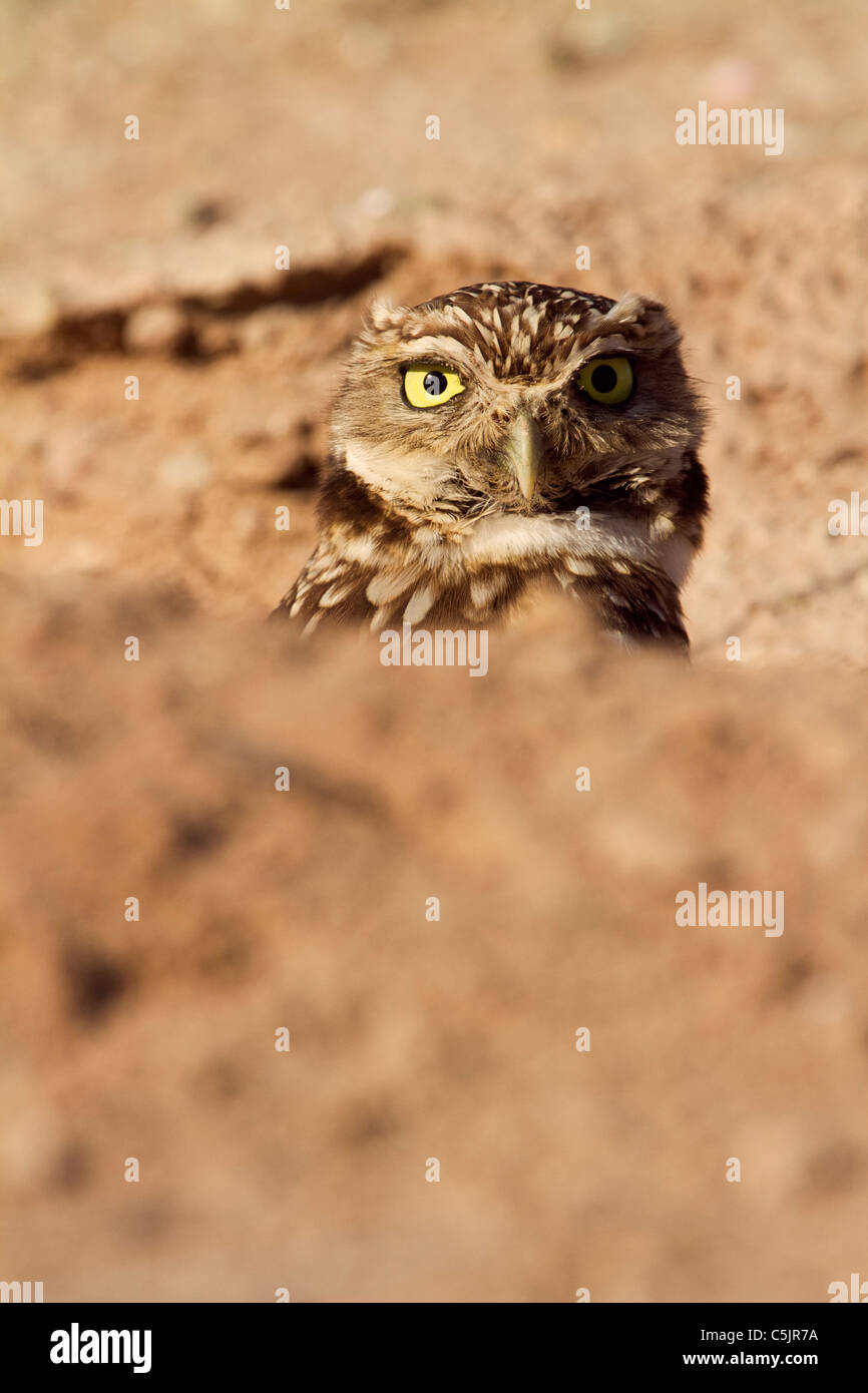 (Du nord ou de l'Ouest) Chevêche des terriers, près de la mer de Salton, Imperial Valley, en Californie. Banque D'Images