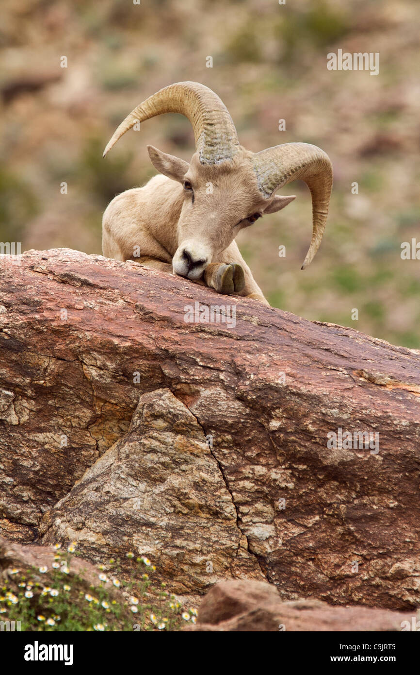 Désert de la péninsule, le mouflon d'Anza-Borrego Desert State Park, Californie. Banque D'Images