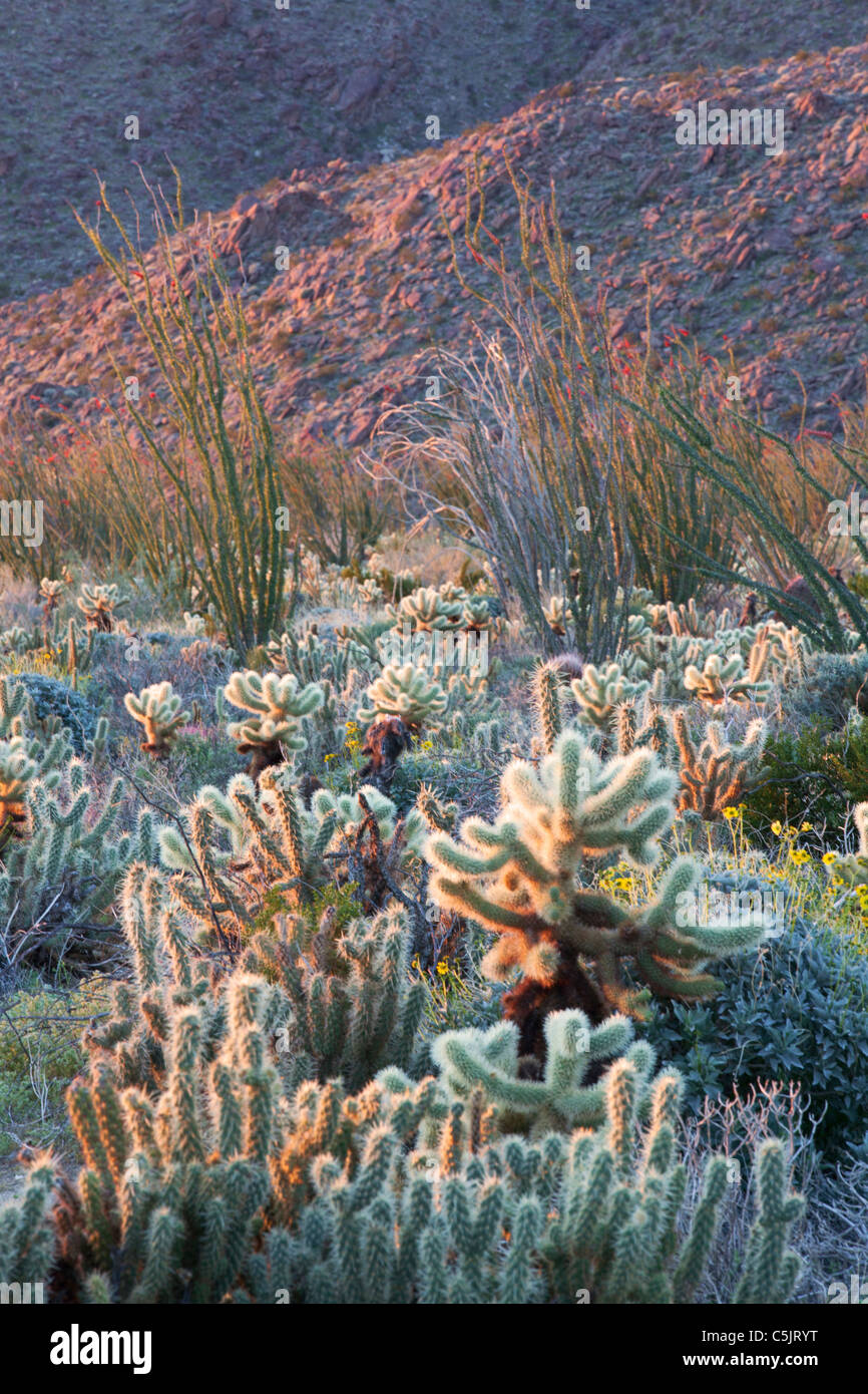 Jardin de cactus, Anza-Borrego Desert State Park, Californie. Banque D'Images
