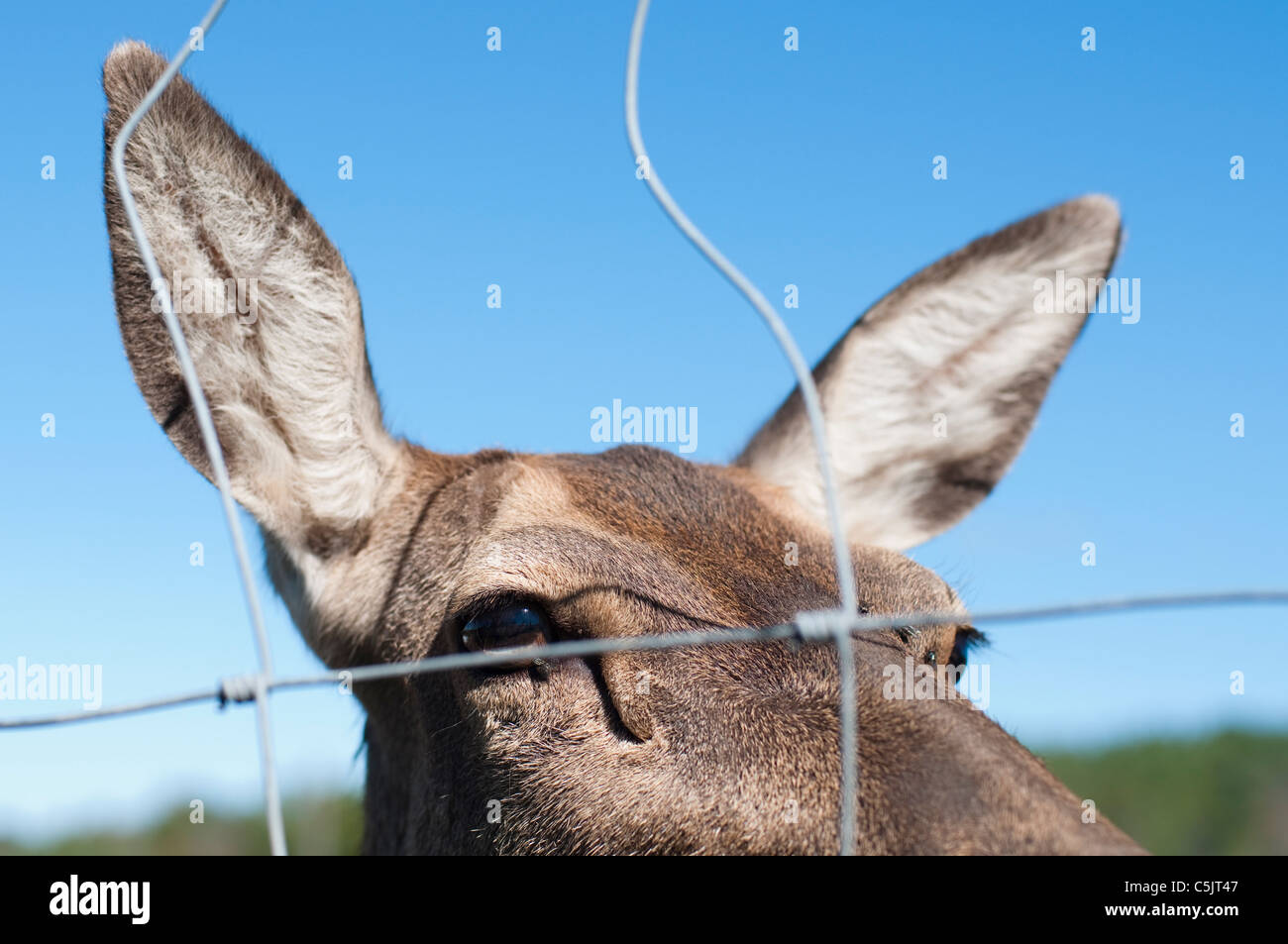 Les cerfs en captivité sur une ferme de gibier. Banque D'Images