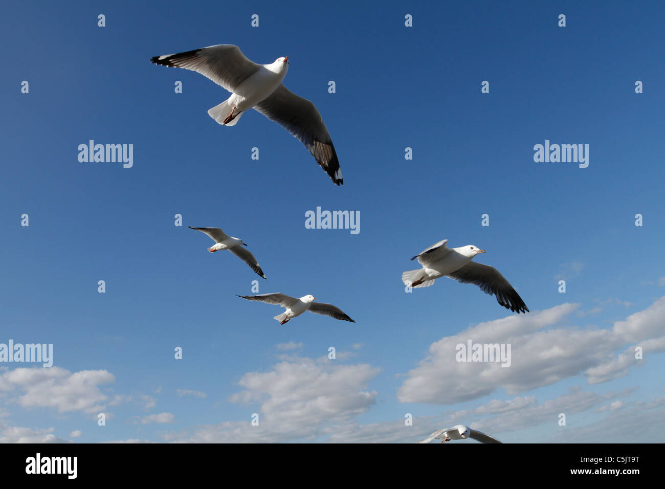 A Flock of Seagulls en vol. Banque D'Images