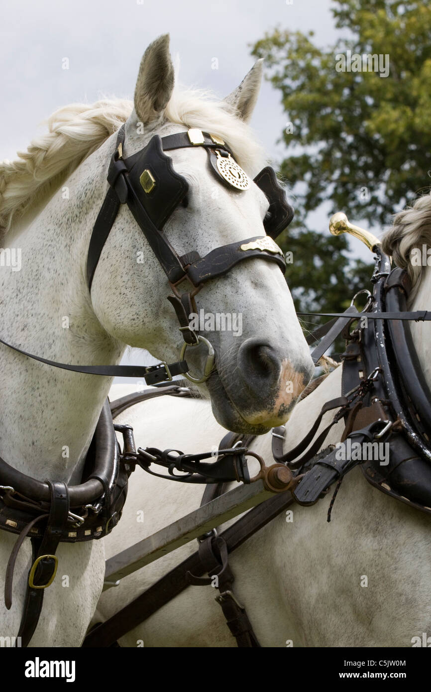 Des chevaux de race percheronne née dans le Perche Valley dans le nord de la France pour un spectacle Equus ferus caballu Banque D'Images