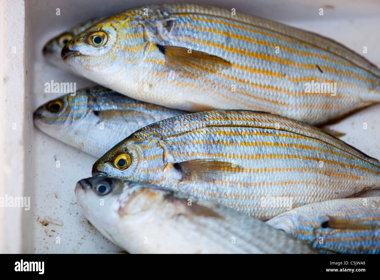 Les poissons pêchés au large de la Méditerranée Lesbos, Grèce. Banque D'Images