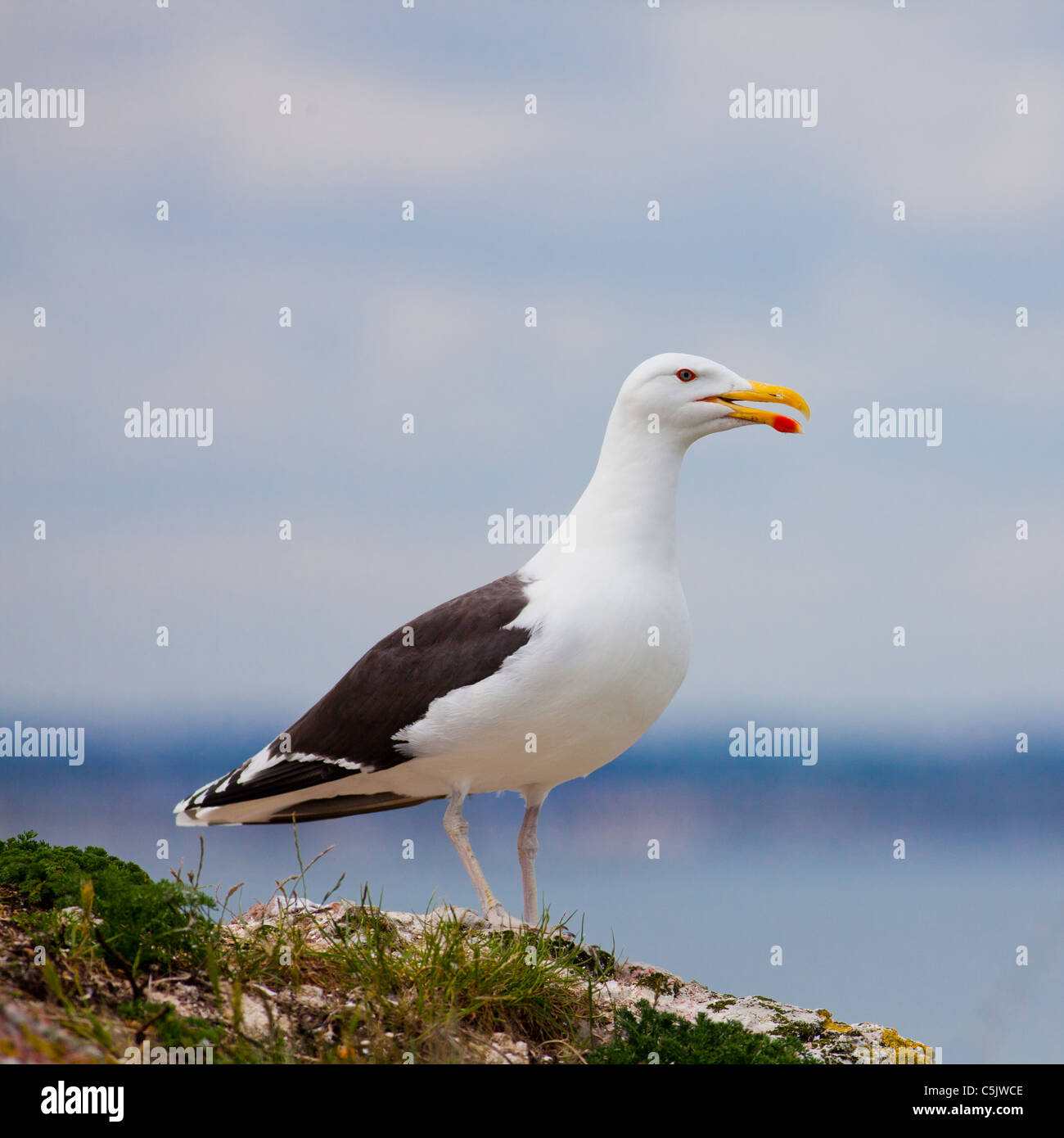 Larus marinus (Goéland marin) donnant sur la mer des motifs. Banque D'Images