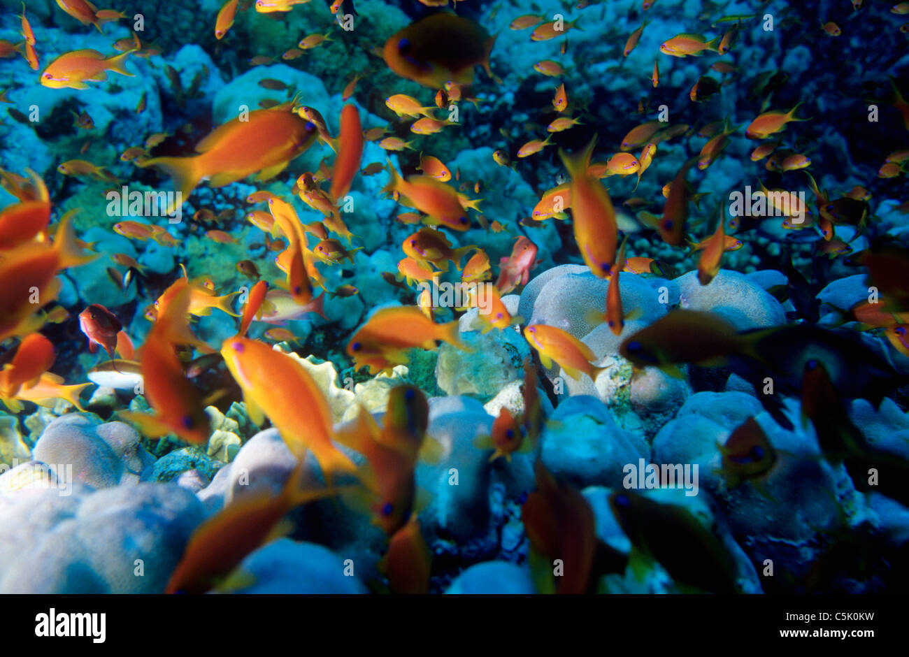 De l'école, Scalefin anthias Anthias squamipinnis, à Elphinstone Reef, Red Sea, Egypt Banque D'Images