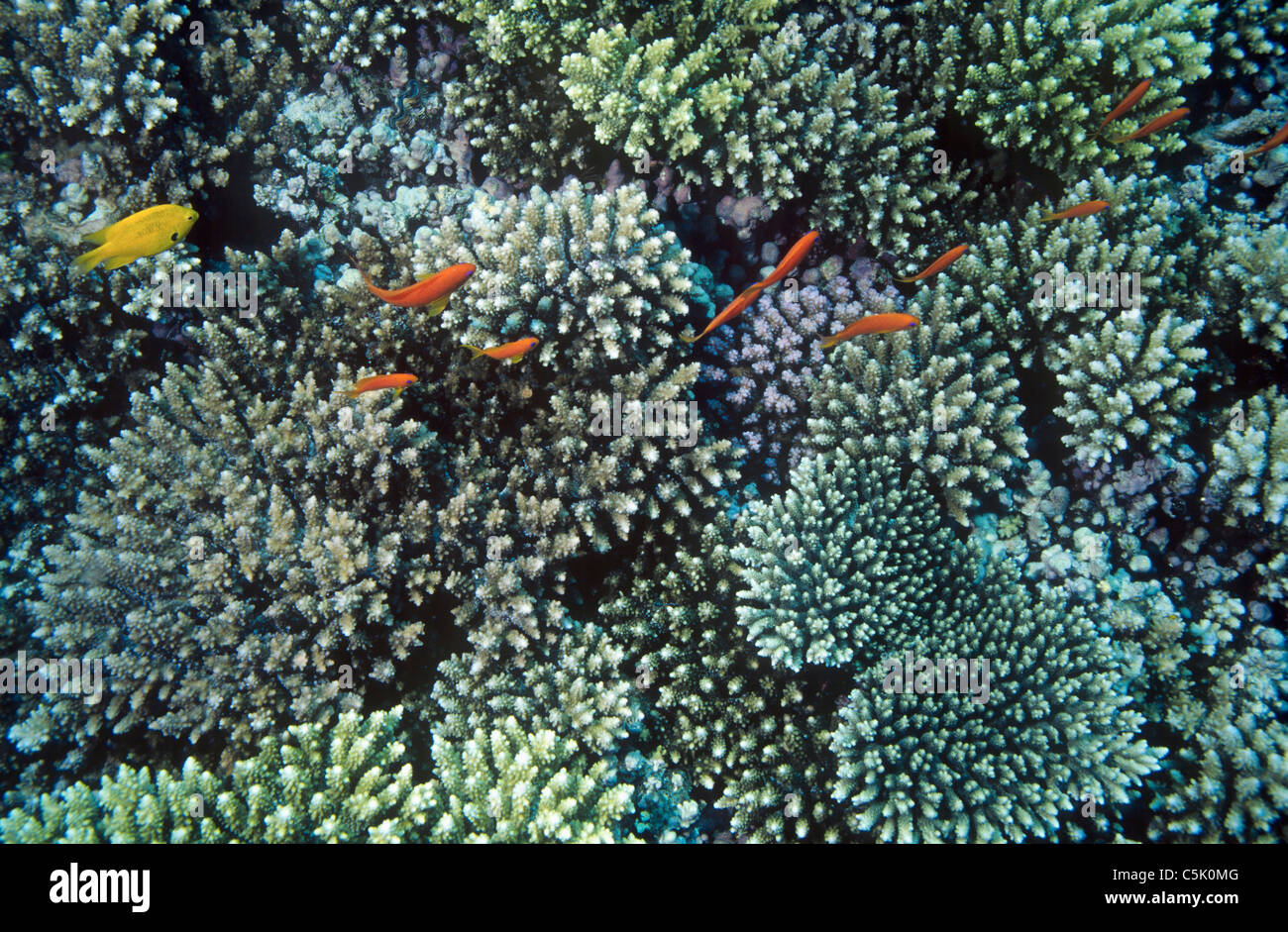 Scalefin Anthias Anthias squamipinnis, natation, plus de récifs du genre Acropora, Red Sea, Egypt Banque D'Images