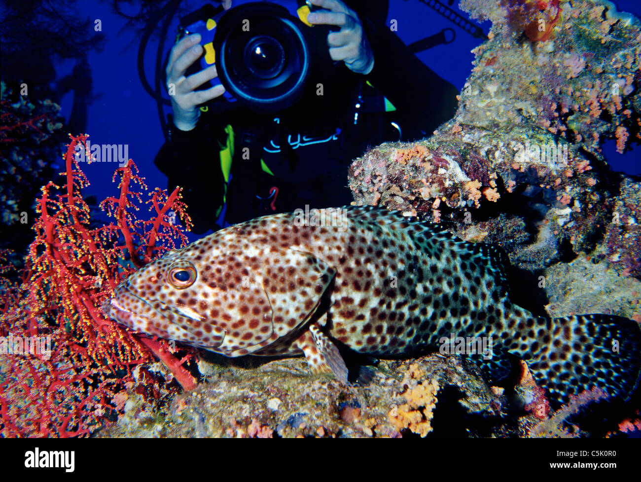 Photographier un plongeur Greasy grouper, Epinephelus tauvina, parmi les coraux mous, Red Sea, Egypt Banque D'Images