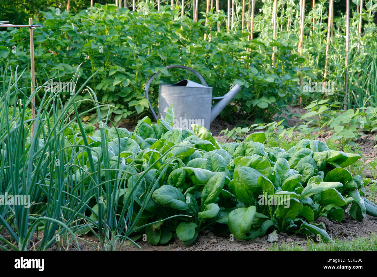 Bes de légumes de l'épinard (Spinacia oleracea), les échalotes et les pommes de terre. Banque D'Images