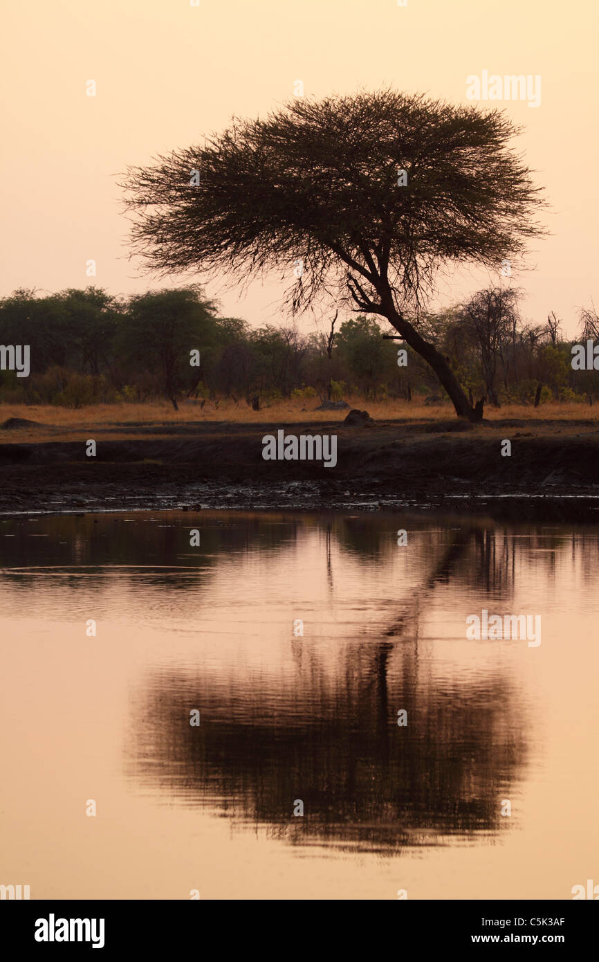 Un acacia reflète dans un étang au parc national de Hwange, Zimbabwe. Banque D'Images