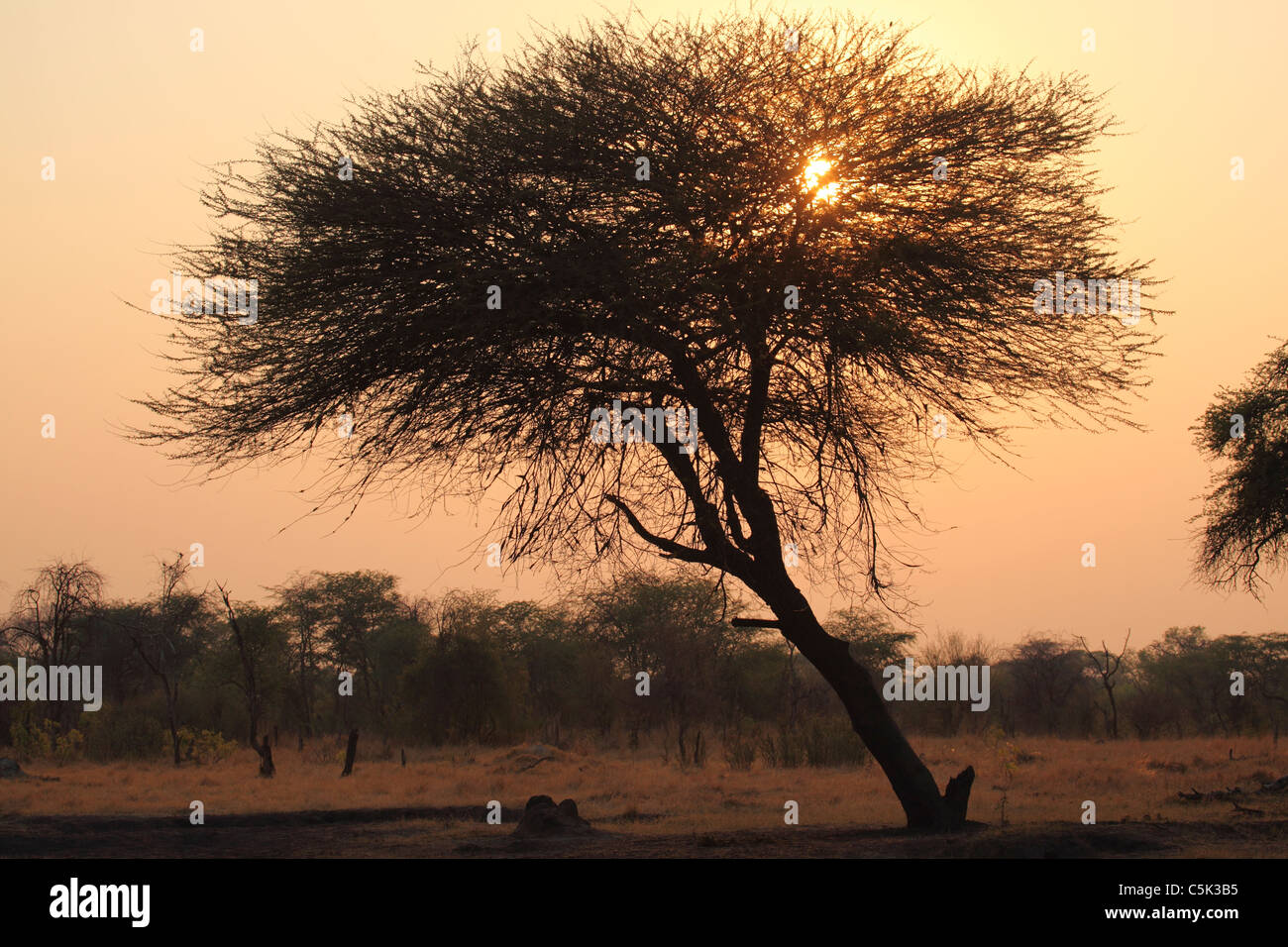 Le soleil se lève et est vu à travers une silhouette d'acacia dans le parc national de Hwange, Zimbabwe. Banque D'Images