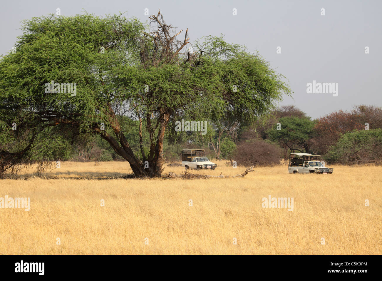Safari véhicules passent sous un acacia dans le parc national de Hwange, Zimbabwe. Banque D'Images