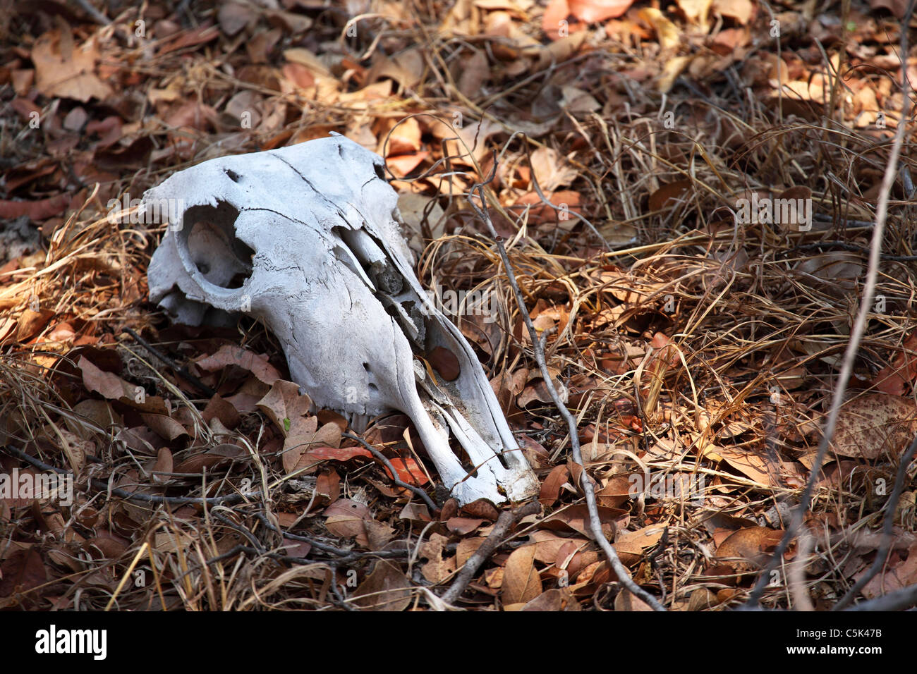 Un crâne animal blanchie se trouve sur le terrain au Zimbabwe. Banque D'Images