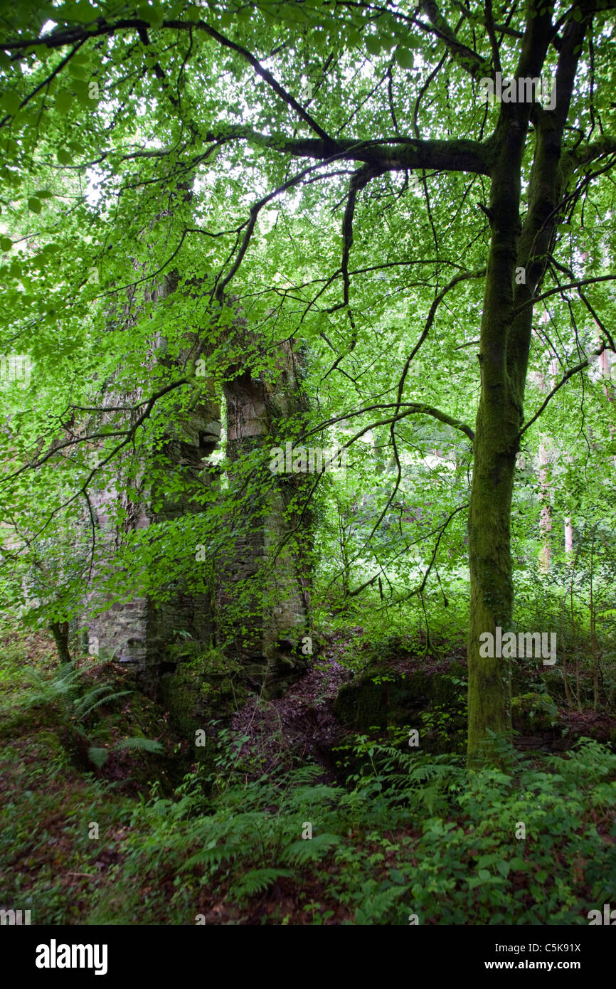 Cornwall Cardinham Woods ; Banque D'Images