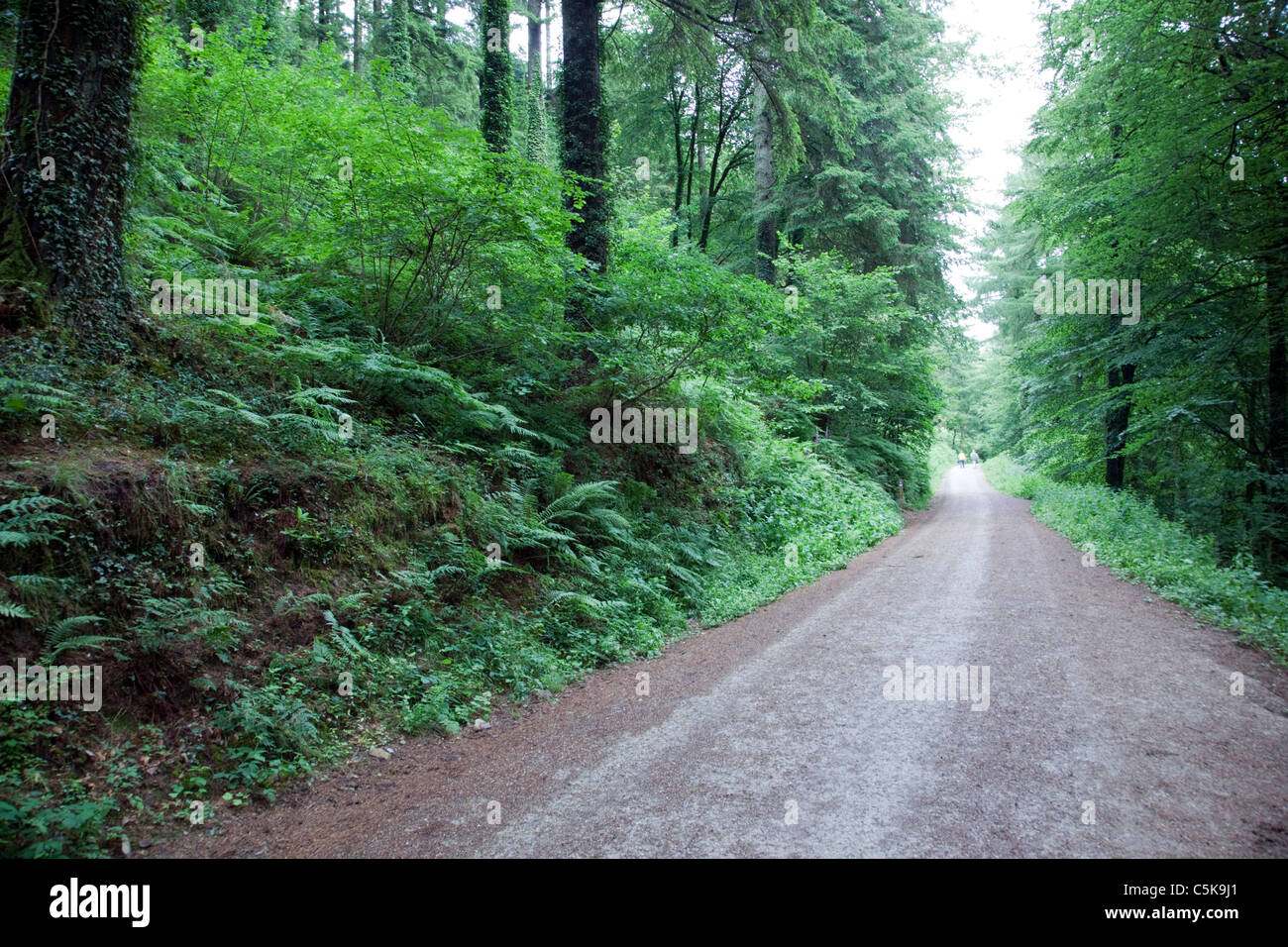 Cardinham Woods ; Cornwall ; la voie à travers les bois Banque D'Images