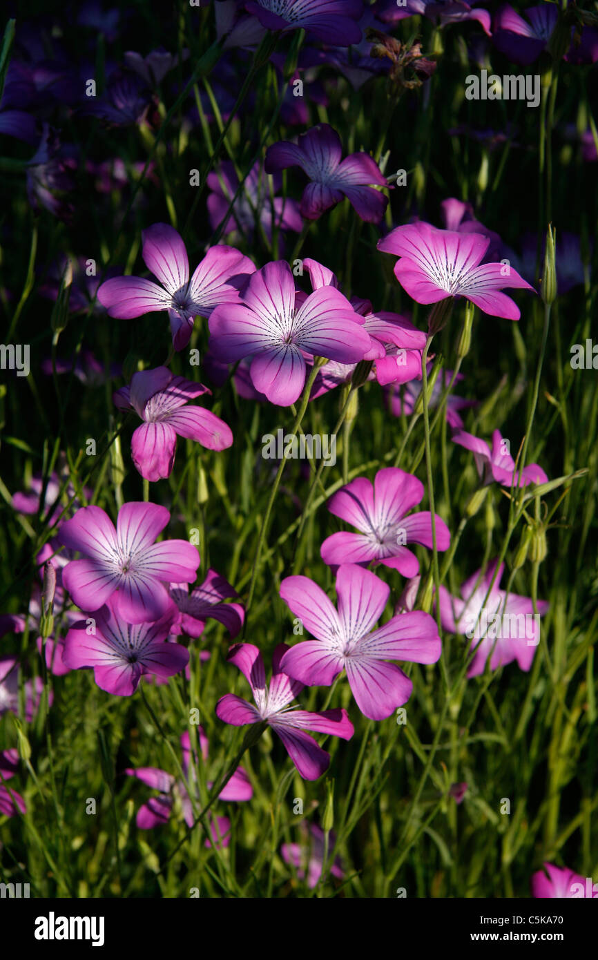 Linum usitatissimum Banque de photographies et d’images à haute ...