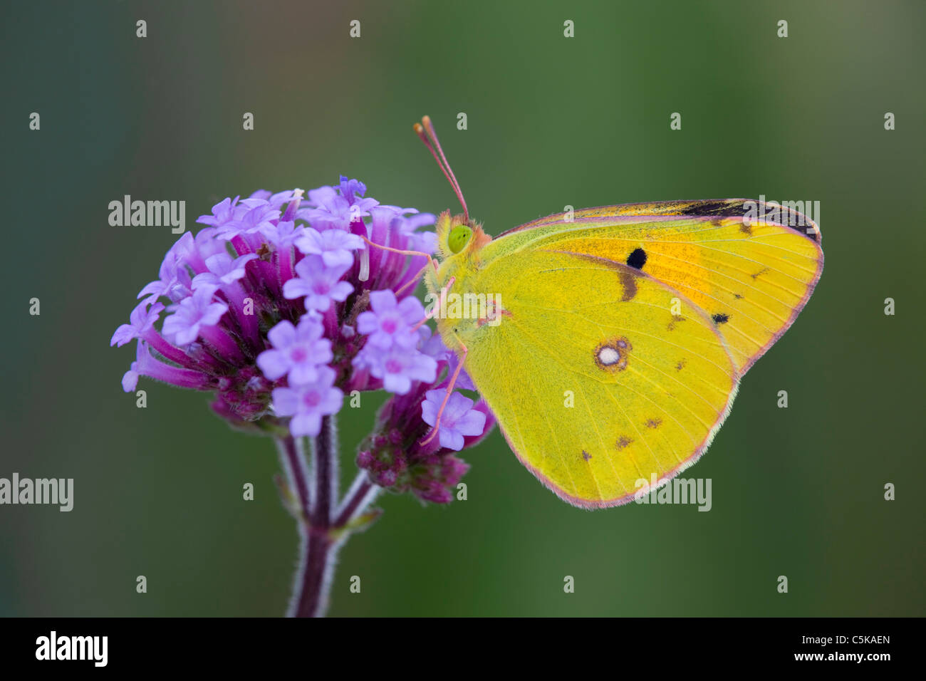 Papillon jaune assombrie ; Colias croceus ; sur fleur de verveine Banque D'Images