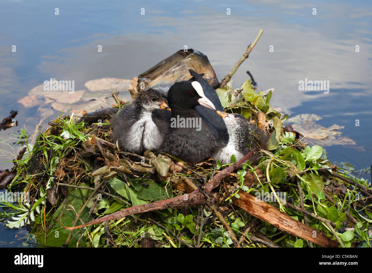 Foulque d'adultes et deux oisillons dans un nid de brindilles et de feuilles dans un étang dans le Vondelpark, Amsterdam Banque D'Images