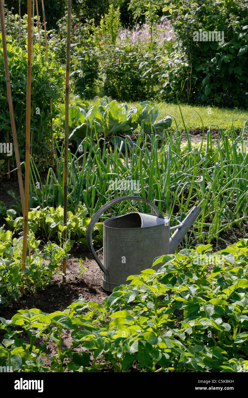 Un jardin de légumes (pommes de terre, petits pois, oignons, choux) avec un arrosoir en zinc. Banque D'Images