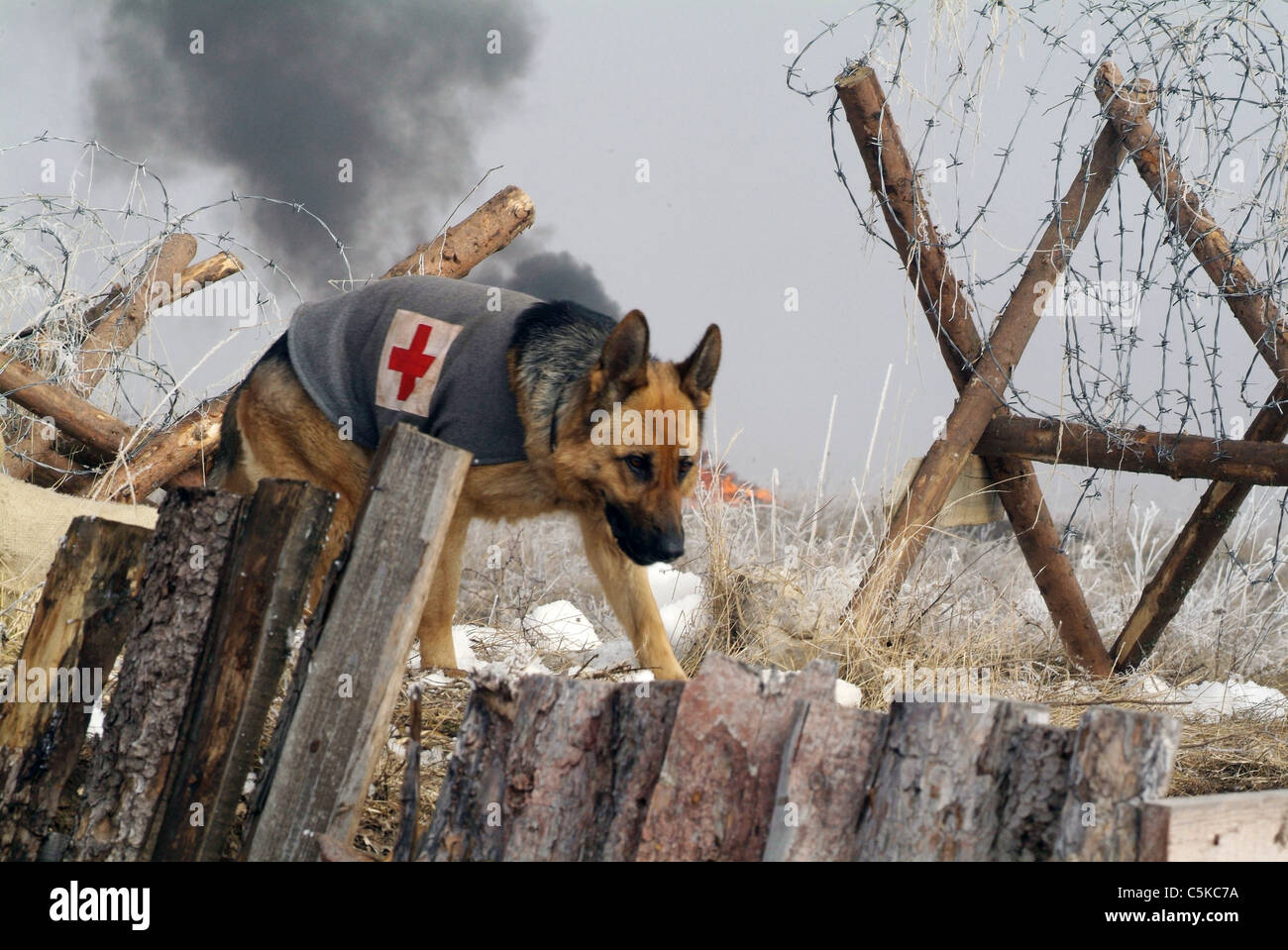 Trouver Rin Tin Tin Année : 2007 USA Réalisateur : Danny Lerner Banque D'Images