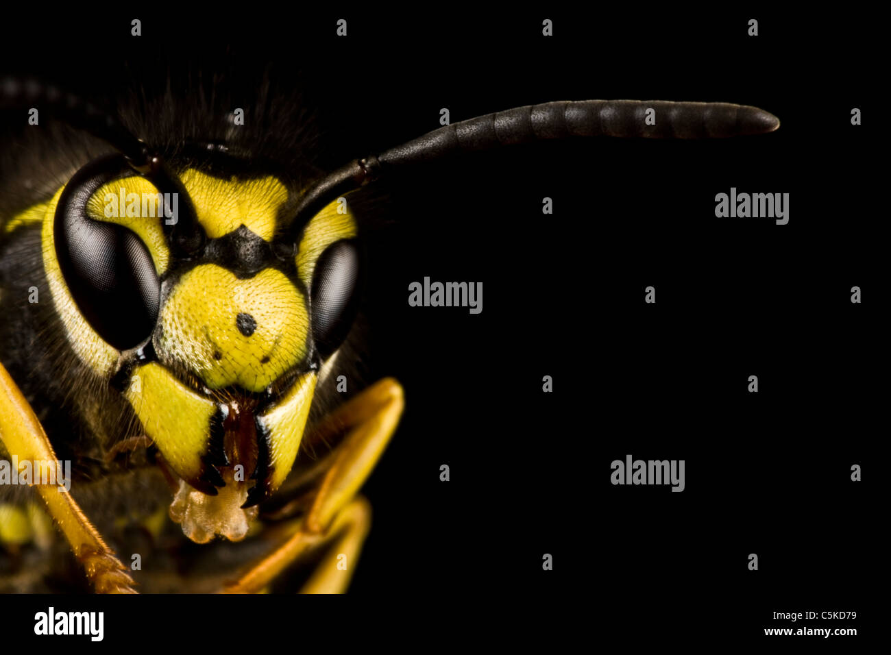 Chef de wasp dans extreme close up avec fond noir Banque D'Images