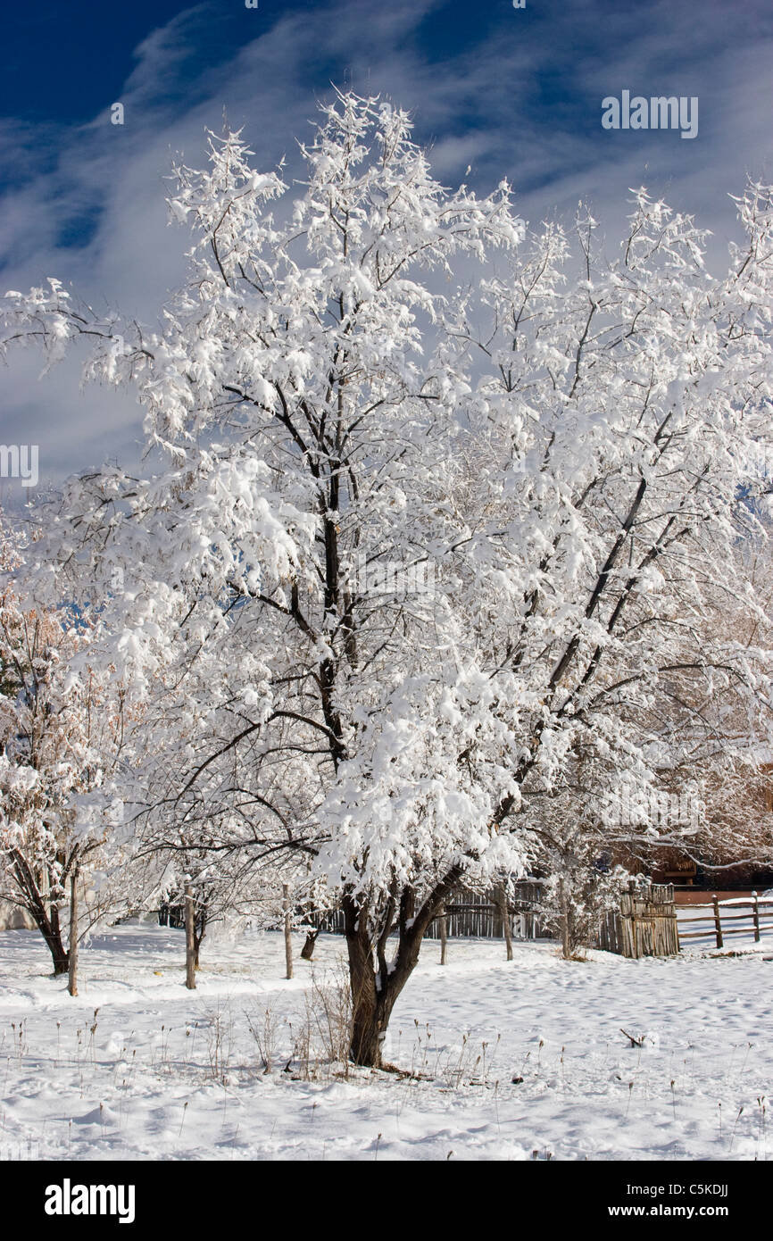 Dans le champ d'arbres couverts de neige et de glace. Banque D'Images