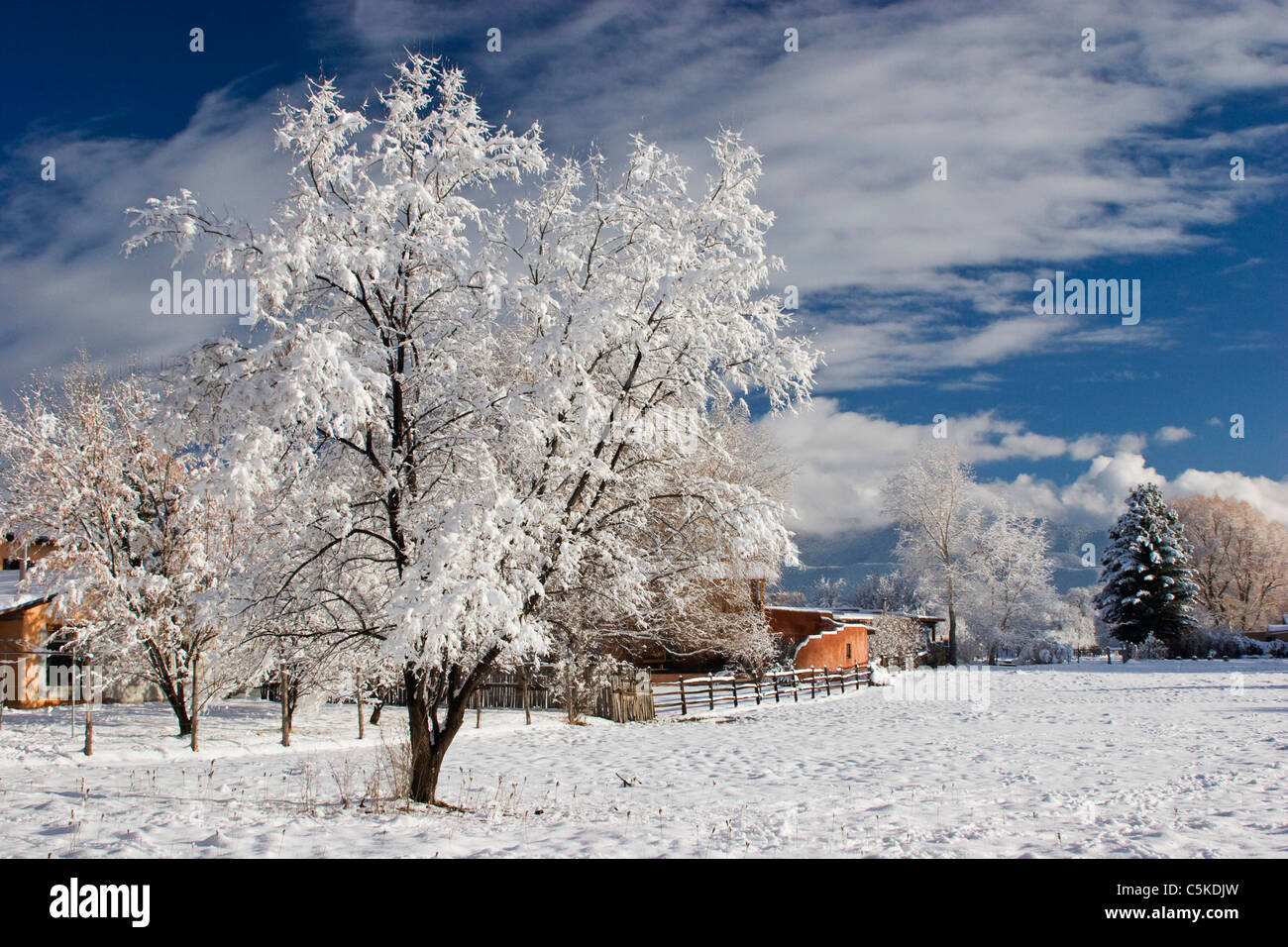 Dans le champ d'arbres couverts de neige et de glace. Banque D'Images