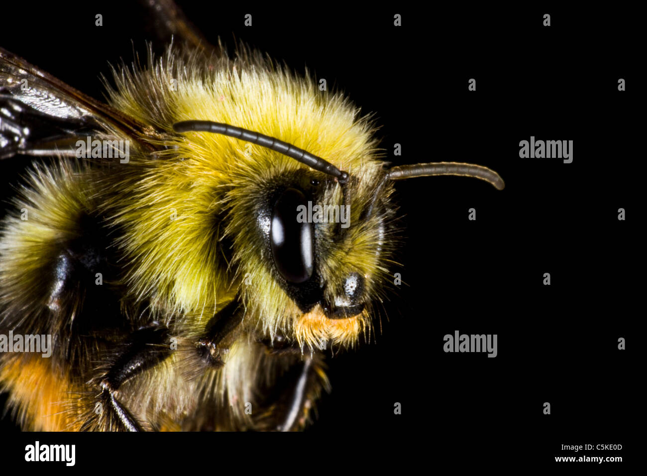 Bumblebee in close up. insect Banque D'Images