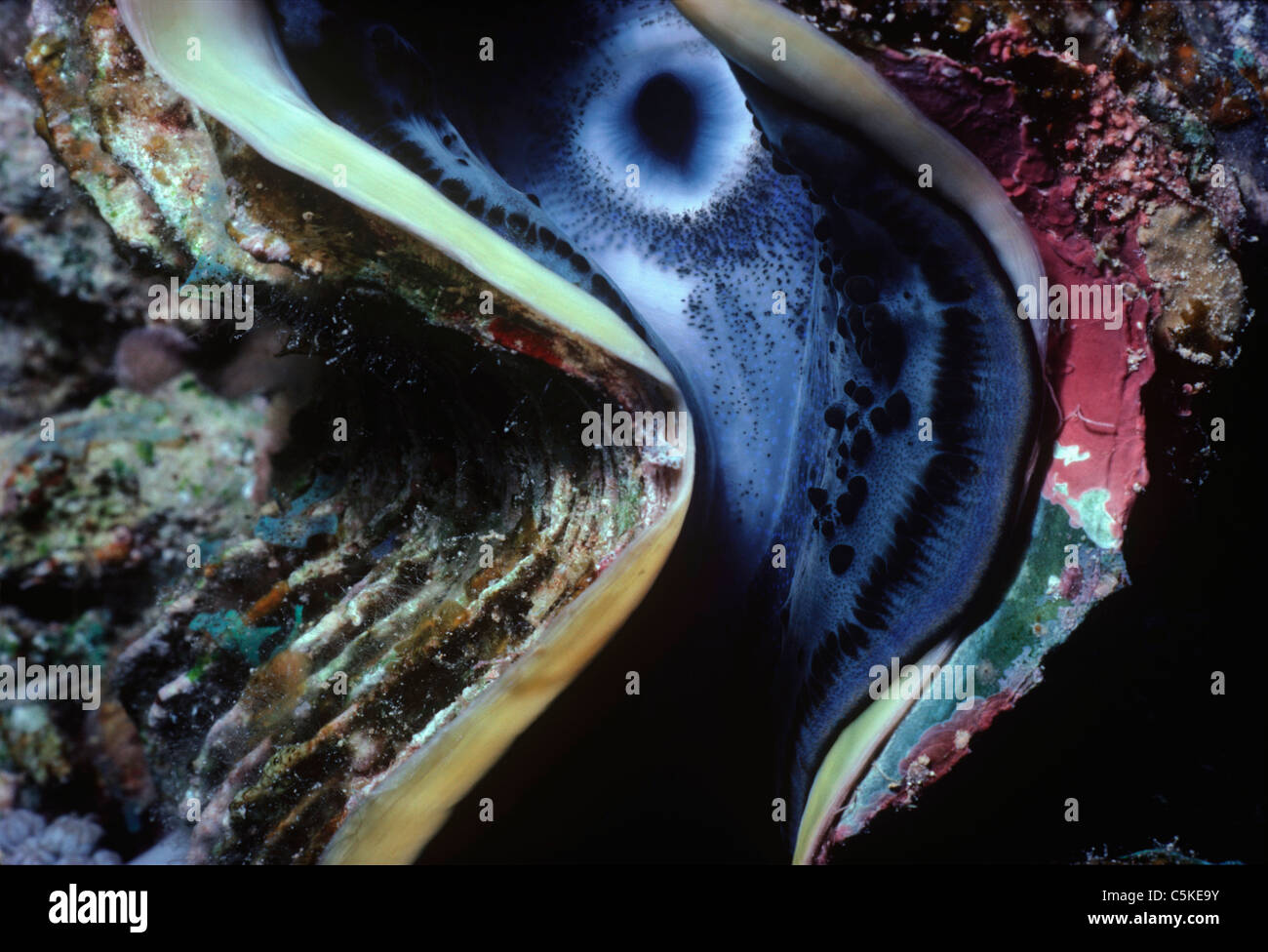 Petit Bénitier (Tridacna maxima) Manteau exposant des récifs coralliens sur lit. L'Egypte, Mer Rouge Banque D'Images