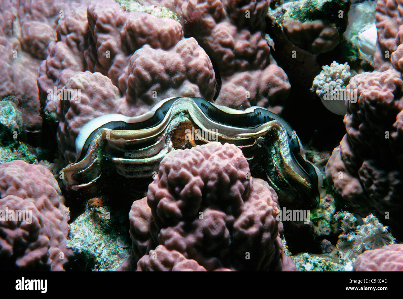 Un petit bénitier (Tridacna maxima) niché dans une barrière de lit. L'Egypte, Mer Rouge Banque D'Images