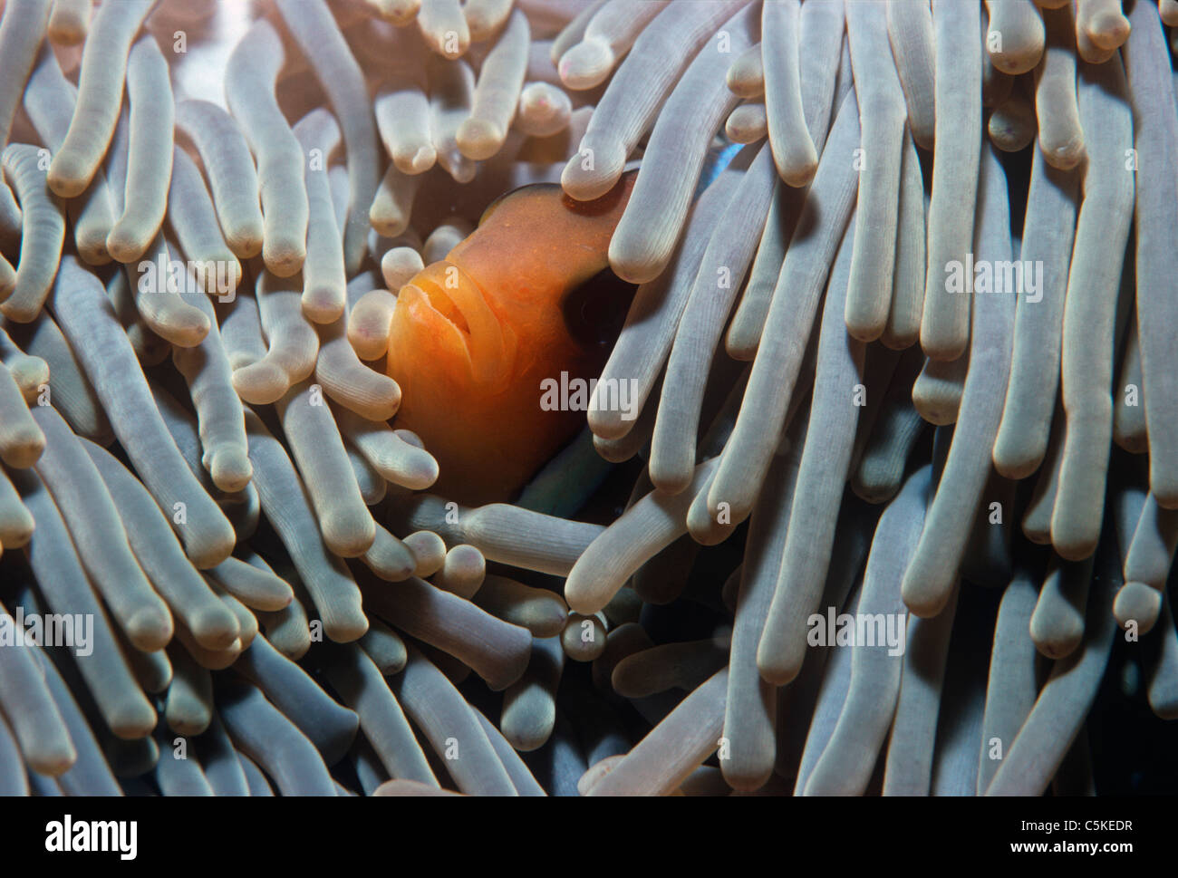 Un Two-Band symbiotique poissons clowns (Amphiprion bicinctus), se cache dans la protection d'une anémone de mer's tentacules. L'Egypte, Mer Rouge Banque D'Images
