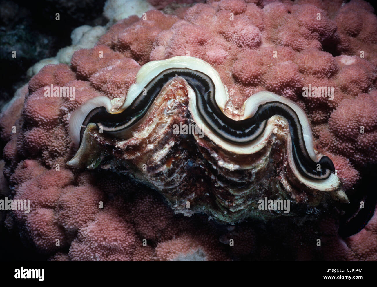 Un petit bénitier (Tridacna maxima) niché dans une barrière de lit. L'Egypte, Mer Rouge Banque D'Images