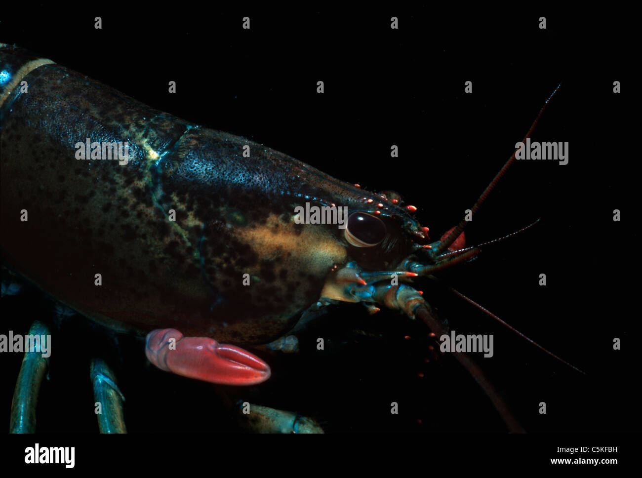 Maine Lobster (Homarus americanus) régénère une griffe perdu. Le Massachusetts, États-Unis, Océan Atlantique Banque D'Images