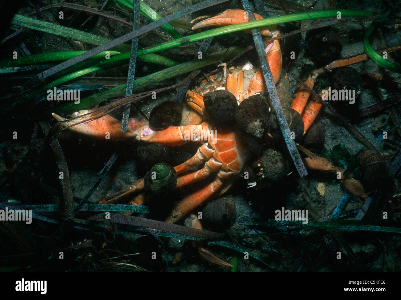 L'ermite acadien (Pagurus acadiuanus) crabes morts d'évacuation. Le Massachusetts, États-Unis, Océan Atlantique Banque D'Images