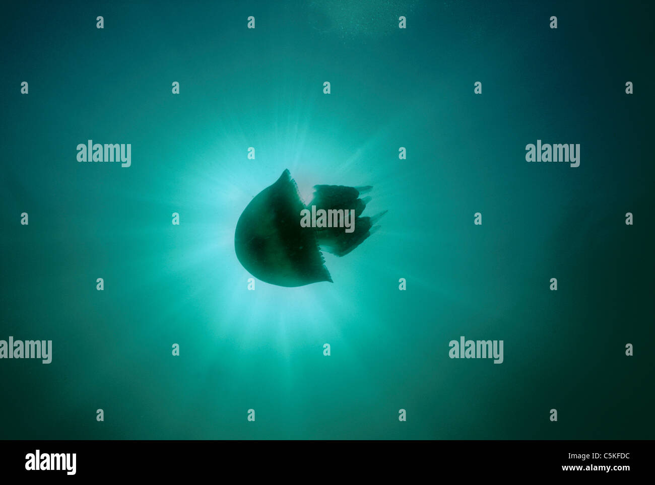 Méduse Rhizostome Rhizostoma (Octopus). L'île de Man, en Irlande, en mer d'Irlande Banque D'Images