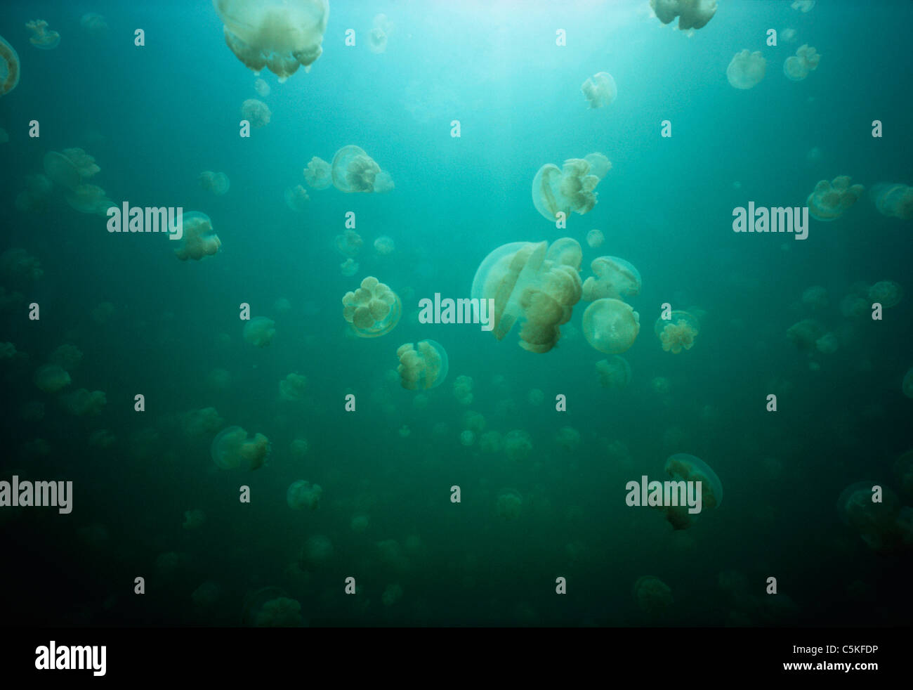 Les Méduses Mastigias Mastigias papua) (migration à travers l'eau. La Méduse Salt Lake, îles Palau - Micronésie Banque D'Images