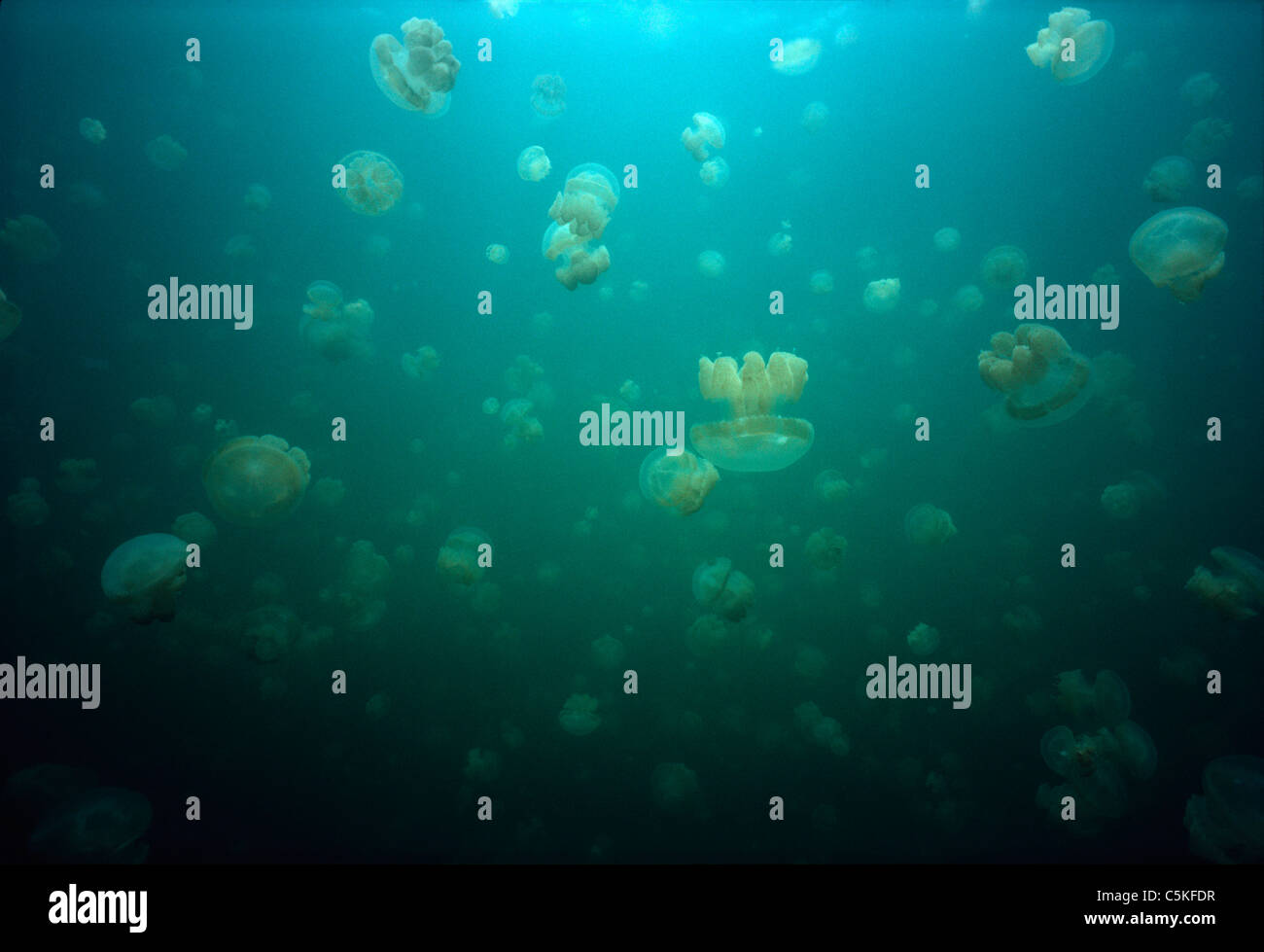 Les Méduses Mastigias Mastigias papua) (migration à travers l'eau. La Méduse Salt Lake, îles Palau - Micronésie Banque D'Images