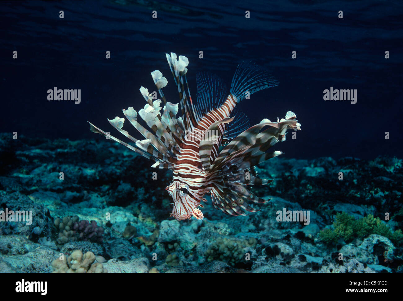Feu rouge toxique (poissons-papillons Pterois volitans) sur le récif de corail. L'Egypte, Mer Rouge Banque D'Images