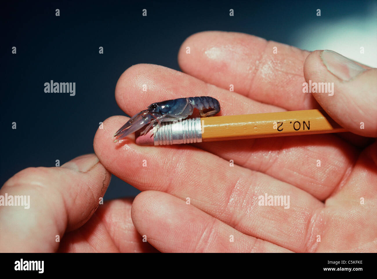 4 mois d'un vieux bleu le homard américain (Homarus americanus). Massachusetts, États-Unis Banque D'Images