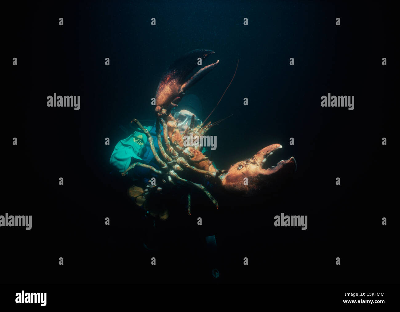 Diver est titulaire d'un 10 Kilo le homard américain (Homarus americanus). La Nouvelle Angleterre, USA - North Atlantic Ocean Banque D'Images