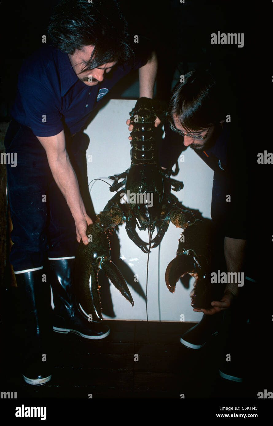 Deux scientifiques tenant un livre 35 le homard américain (Homarus americanus). New England Aquarium, Boston, Massachusetts, USA Banque D'Images