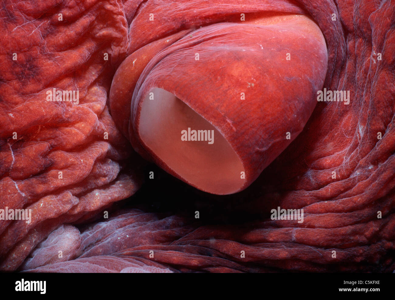 Géant de siphon pieuvre du Pacifique (Enteroctopus dofleini). Colombie-britannique (Canada) - Océan Pacifique Nord Banque D'Images