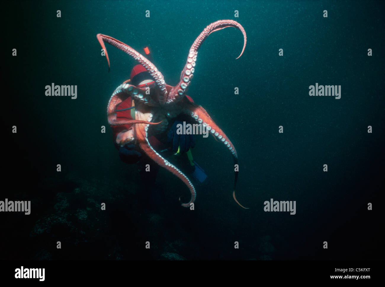 Une gigantesque pieuvre du Pacifique (Enteroctopus dofleini) pesant plus de 20 Kilos interagit avec un plongeur. Colombie-britannique - Océan Pacifique Banque D'Images