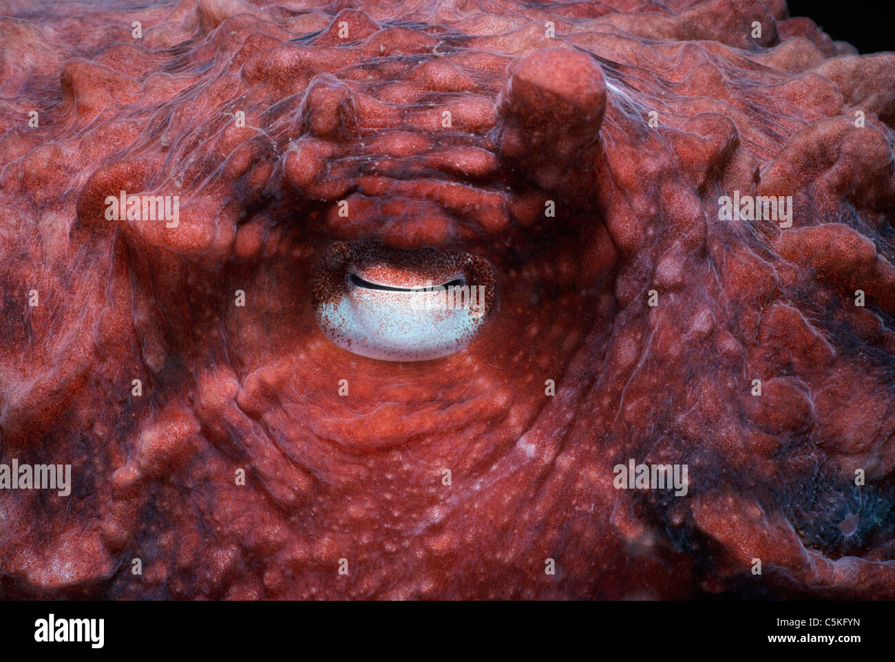 Oeil de la Pulpe géante (Enteroctopus dofleini). Colombie-britannique (Canada) - Océan Pacifique Nord Banque D'Images