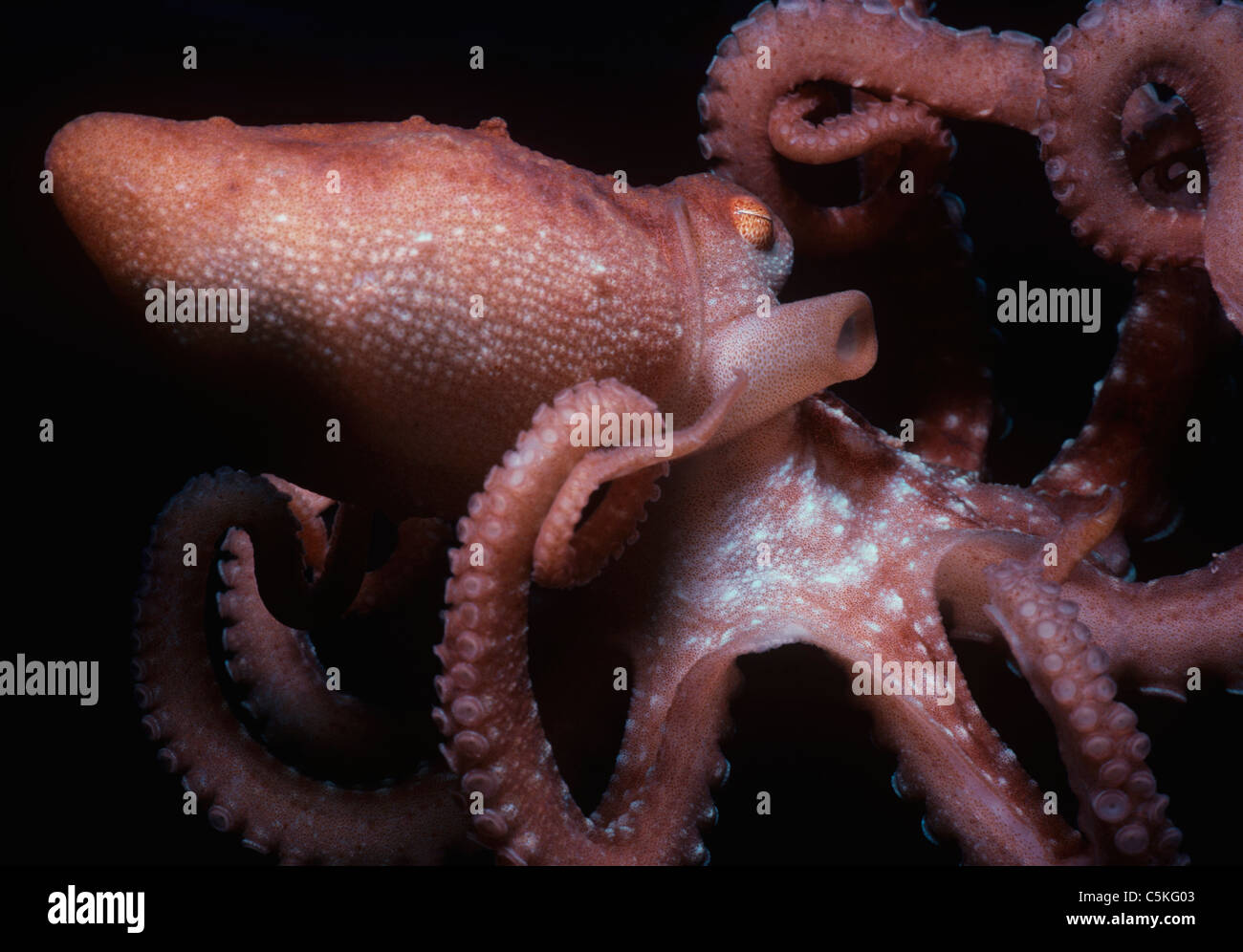 Octopus Octopus Long-Armed (Macropus). L'Egypte, Mer Rouge Banque D'Images