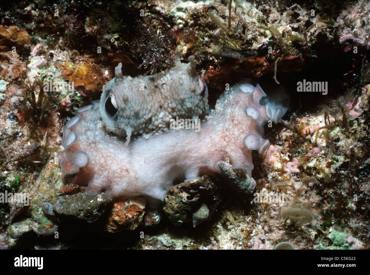 Récif commun Poulpe (Octopus cyanea), camouflée sur un récif de corail. L'île d'Ustica, Italie, Mer Méditerranée Banque D'Images