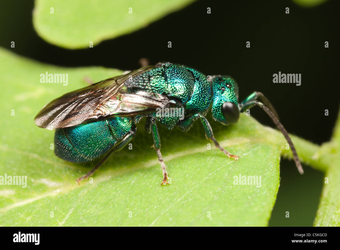 Un Coucou Wasp (Elampus sp.) est perché sur une feuille. Banque D'Images